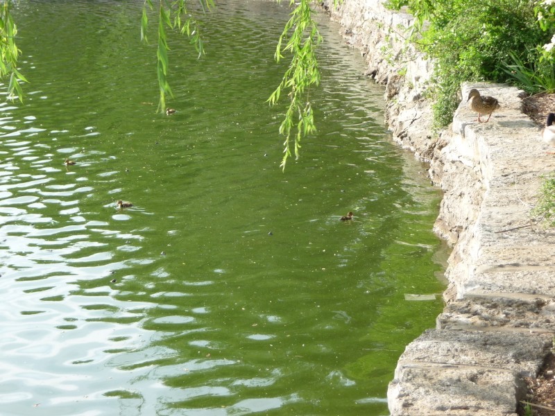 Baby geese.JPG
